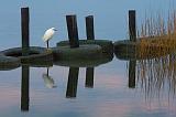 Egret On An Old Tire_27354